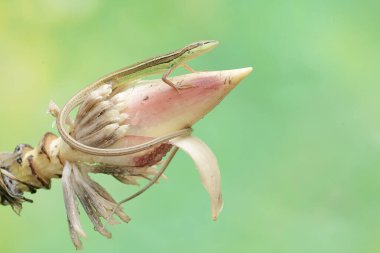Uzun kuyruklu bir çayır kertenkelesi vahşi bir muz çiçeğinde avlanır. Bu uzun kuyruklu sürüngenin bilimsel adı Takydromus sexlineatus..