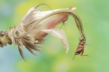 A long-tailed grass lizard preys on a cricket in a wild banana flower. This long-tailed reptile has the scientific name Takydromus sexlineatus. clipart