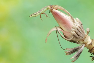 Uzun kuyruklu bir çayır kertenkelesi vahşi bir muz çiçeğinde avlanır. Bu uzun kuyruklu sürüngenin bilimsel adı Takydromus sexlineatus..