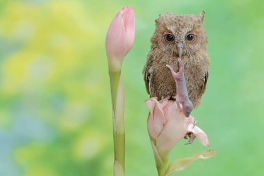Genç bir Javan, kır çiçeğinin içindeki yavru bir fareyi avlıyor. Bu gece kuşunun bilimsel adı Otus lempiji..