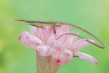 Uzun kuyruklu bir kertenkele günlük aktivitelerine başlamadan önce sabah güneşlenir. Bu uzun kuyruklu sürüngenin bilimsel adı Takydromus sexlineatus..