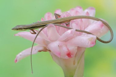 Uzun kuyruklu bir kertenkele günlük aktivitelerine başlamadan önce sabah güneşlenir. Bu uzun kuyruklu sürüngenin bilimsel adı Takydromus sexlineatus..