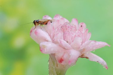 A field cricket is eating a wild flower. This insect has the scientific name Gryllus campestris. clipart