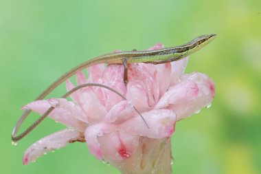 Uzun kuyruklu bir kertenkele günlük aktivitelerine başlamadan önce sabah güneşlenir. Bu uzun kuyruklu sürüngenin bilimsel adı Takydromus sexlineatus..