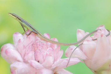 Uzun kuyruklu bir kertenkele günlük aktivitelerine başlamadan önce sabah güneşlenir. Bu uzun kuyruklu sürüngenin bilimsel adı Takydromus sexlineatus..