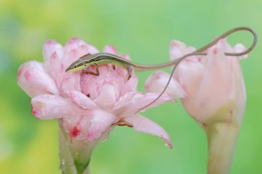 A long-tailed grass lizard basks in the morning before starting its daily activities. This long-tailed reptile has the scientific name Takydromus sexlineatus. clipart