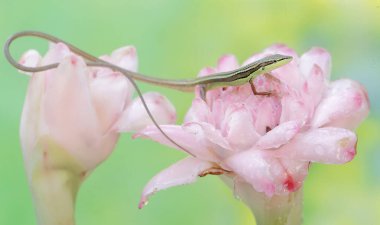 Uzun kuyruklu bir kertenkele günlük aktivitelerine başlamadan önce sabah güneşlenir. Bu uzun kuyruklu sürüngenin bilimsel adı Takydromus sexlineatus..