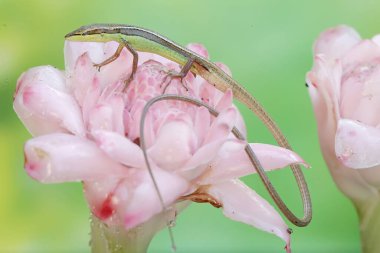 A long-tailed grass lizard basks in the morning before starting its daily activities. This long-tailed reptile has the scientific name Takydromus sexlineatus. clipart