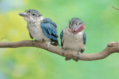 Two young collared kingfishers are preying on a baby mouse on a dry tree branch. This long and strong beaked bird has the scientific name Todiramphus chloris. clipart