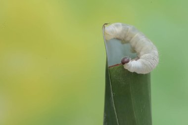 A banana skipper caterpillar is eating a banana leaf. This insect has the scientific name Erionota thrax. clipart