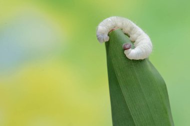 A banana skipper caterpillar is eating a banana leaf. This insect has the scientific name Erionota thrax. clipart