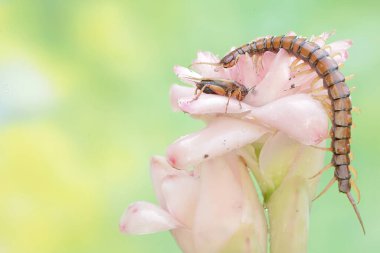 Yabani bir çiçekte cırcır böceğini avlamaya hazır bir kırkayak. Bu çoklu bacaklı hayvanın bilimsel adı Scolopendra Morsitans..