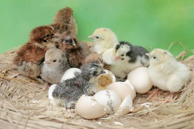 Yumurtadan yeni çıkmış birkaç yavru yuvada. Bu hayvanın bilimsel adı Gallus gallus domesticus..