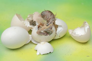 Yavru yumurtlamaya hazır. Büyük duruşu ve vücut ağırlığı olan bu tavuğun bilimsel adı Gallus Gallus domesticus..