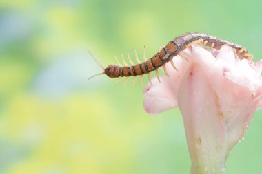 Bir kırkayak yabani bitkilerin çiçeklerindeki küçük böcekleri avlıyor. Bu çoklu bacaklı hayvanın bilimsel adı Scolopendra Morsitans..