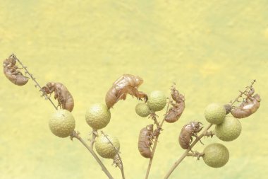 The outer skin of a number of evening cicadas that are left after undergoing the molting process on a longanberry tree. This insect has the scientific name Tanna japonensis. clipart