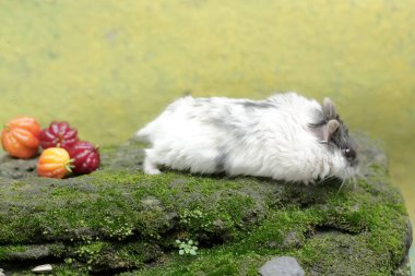 A Campbell dwarf hamster is ready to eat a ripe Surinam cherry that has fallen to the ground. This rodent has the scientific name Phodopus campbelli. clipart