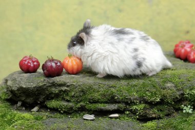 Bir Campbell cüce hamster yere düşen olgun Surinam kirazını yemeye hazır. Bu kemirgenin bilimsel adı Phodopus kampbelli..