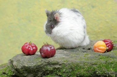 Bir Campbell cüce hamster yere düşen olgun Surinam kirazını yemeye hazır. Bu kemirgenin bilimsel adı Phodopus kampbelli..