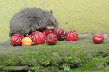 A Campbell dwarf hamster is ready to eat a ripe Surinam cherry that has fallen to the ground. This rodent has the scientific name Phodopus campbelli. clipart