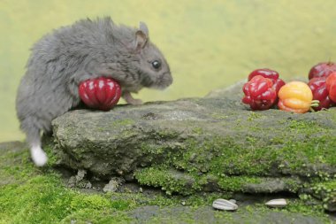 Bir Campbell cüce hamster yere düşen olgun Surinam kirazını yemeye hazır. Bu kemirgenin bilimsel adı Phodopus kampbelli..