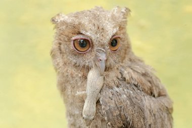 A young Javan scops owl preys on a lizard. This nocturnal bird has the scientific name Otus lempiji. clipart