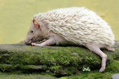 Genç bir kirpi yosun kaplı zeminde küçük böcekleri avlıyor. Bu memelinin bilimsel adı Atelerix albiventris..