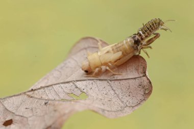 Bir tarla cırcırböceği yetişkin olmak için deri değiştirme sürecinden geçiyor. Bu böceğin bilimsel adı Gryllus Campestris..