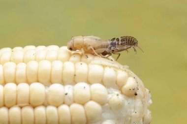 A field cricket is undergoing the process of molting to become an adult. This insect has the scientific name Gryllus campestris. clipart