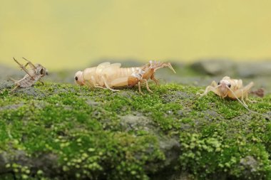 Bir tarla cırcırböceği yetişkin olmak için deri değiştirme sürecinden geçiyor. Bu böceğin bilimsel adı Gryllus Campestris..
