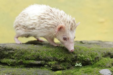 Genç bir kirpi yosun kaplı zeminde küçük böcekleri avlıyor. Bu memelinin bilimsel adı Atelerix albiventris..