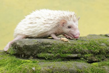 A young hedgehog is hunting for small insects on moss-covered ground. This mammal has the scientific name Atelerix albiventris. clipart