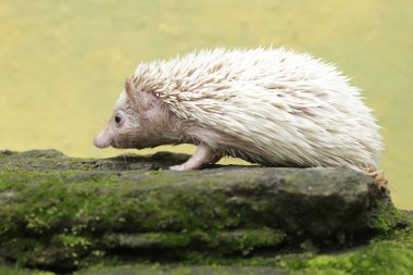 Genç bir kirpi yosun kaplı zeminde küçük böcekleri avlıyor. Bu memelinin bilimsel adı Atelerix albiventris..