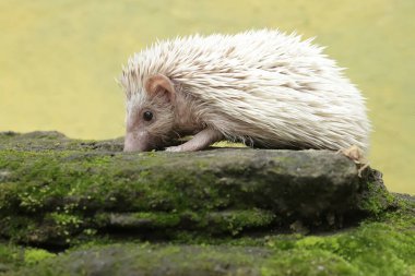 Genç bir kirpi yosun kaplı zeminde küçük böcekleri avlıyor. Bu memelinin bilimsel adı Atelerix albiventris..