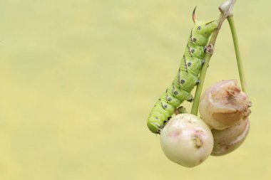 A tobacco hornworm is eating a ripe Java plum (Syzygium cumini) fruit on a tree. This bright green caterpillar has the scientific name Manduca secta. clipart