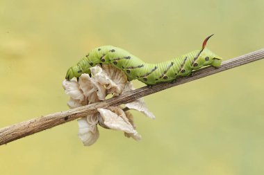 Bir tütün boynuzu kurdu kuru bir ağaç dalında yetişen beyaz bir mantarı yiyor. Bu parlak yeşil tırtılın bilimsel adı Manduca secta..