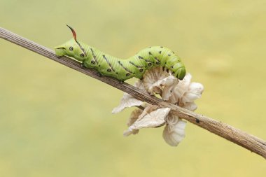 A tobacco hornworm is eating a white fungus growing on a dry tree branch. This bright green caterpillar has the scientific name Manduca secta. clipart