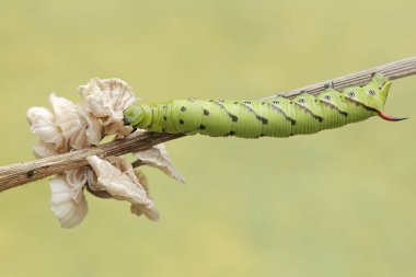 A tobacco hornworm is eating a white fungus growing on a dry tree branch. This bright green caterpillar has the scientific name Manduca secta. clipart