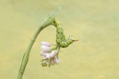 A tobacco hornworm is crawling on a wildflower. This bright green caterpillar has the scientific name Manduca secta. clipart