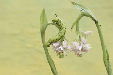 Bir tütün boynuzu kurdu kır çiçeğinin üzerinde sürünüyor. Bu parlak yeşil tırtılın bilimsel adı Manduca secta..