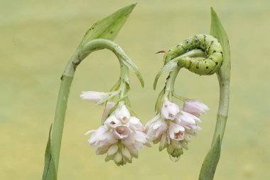 A tobacco hornworm is crawling on a wildflower. This bright green caterpillar has the scientific name Manduca secta. clipart