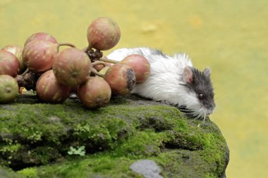 Bir Campbell cüce hamster, yosun kaplı zemine düşen olgun domuz ağacı meyvesi yiyor. Bu kemirgenin bilimsel adı Phodopus kampbelli..