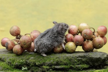 Bir Campbell cüce hamster, yosun kaplı zemine düşen olgun domuz ağacı meyvesi yiyor. Bu kemirgenin bilimsel adı Phodopus kampbelli..