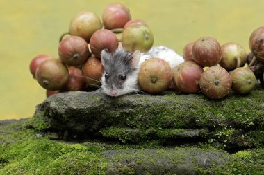 A Campbell dwarf hamster is eating ripe cluster pig tree fruit that has fallen on moss-covered ground. This rodent has the scientific name Phodopus campbelli. clipart