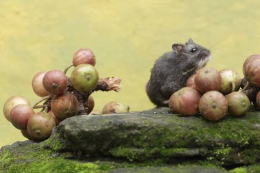 Bir Campbell cüce hamster, yosun kaplı zemine düşen olgun domuz ağacı meyvesi yiyor. Bu kemirgenin bilimsel adı Phodopus kampbelli..