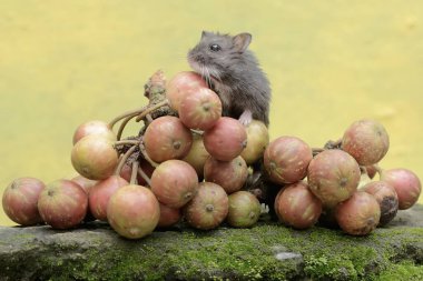 Bir Campbell cüce hamster, yosun kaplı zemine düşen olgun domuz ağacı meyvesi yiyor. Bu kemirgenin bilimsel adı Phodopus kampbelli..