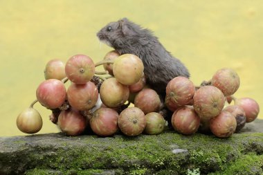 Bir Campbell cüce hamster, yosun kaplı zemine düşen olgun domuz ağacı meyvesi yiyor. Bu kemirgenin bilimsel adı Phodopus kampbelli..