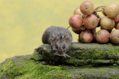 Bir Campbell cüce hamster, yosun kaplı zemine düşen olgun domuz ağacı meyvesi yiyor. Bu kemirgenin bilimsel adı Phodopus kampbelli..