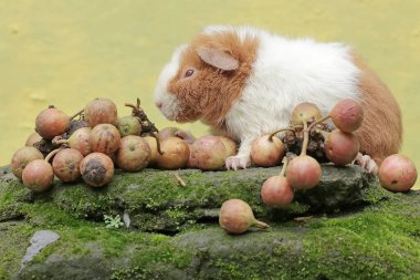 Bir ayıcık kobay yosunlu zemine düşmüş incir ağacı meyveleri yiyor. Bu kemirgen memelinin bilimsel adı Cavia Porcellus..