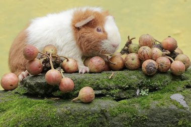 Bir ayıcık kobay yosunlu zemine düşmüş incir ağacı meyveleri yiyor. Bu kemirgen memelinin bilimsel adı Cavia Porcellus..